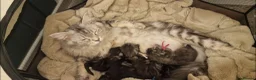 Maine Coon cats for sale: **PURE Maine Coon Kittens** 2 Boys / 4 Girls - Advert 28