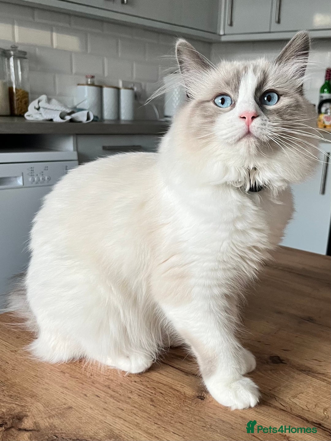 Ragcoon cats for sale: Ragcoons (Ragdoll x Mainecoon)  - Image 3