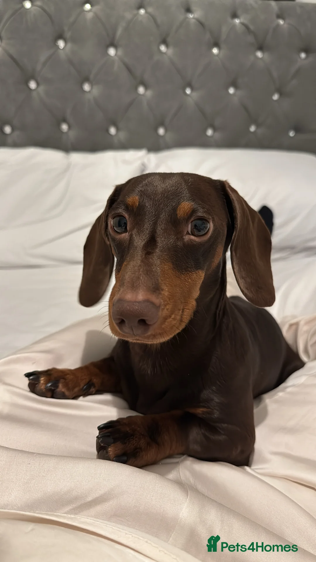 Miniature Dachshund dogs for stud: Miniature Dachshund Stud - Chocolate & Tan 🤎🐾 - Advert 2