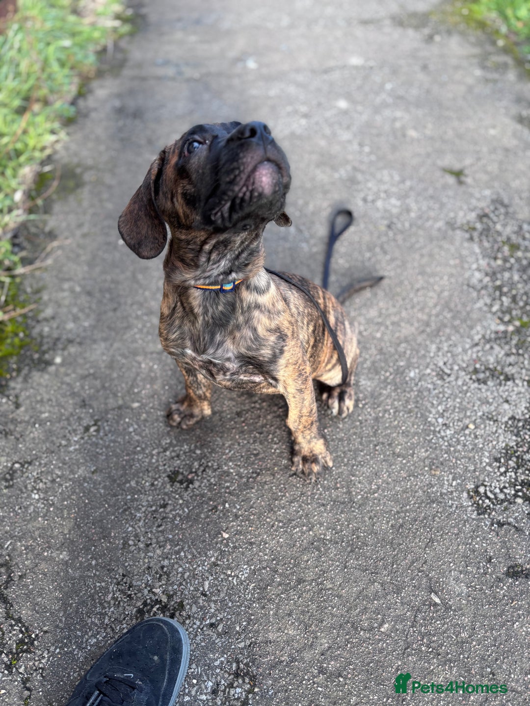 Presa Canario dogs for sale: Presa Canario Puppies  - Advert 17