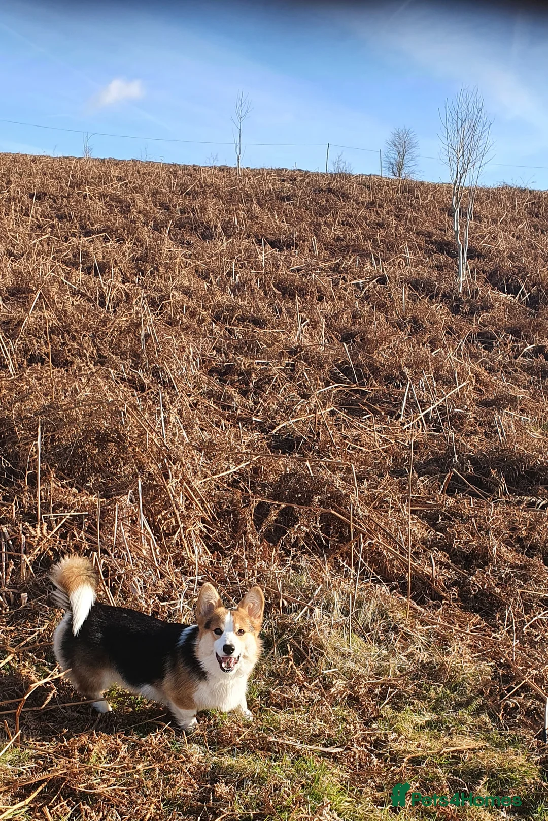 Welsh Corgi Pembroke dogs for stud: Kc reg Serbian import for stud in Blackwood - Advert 12