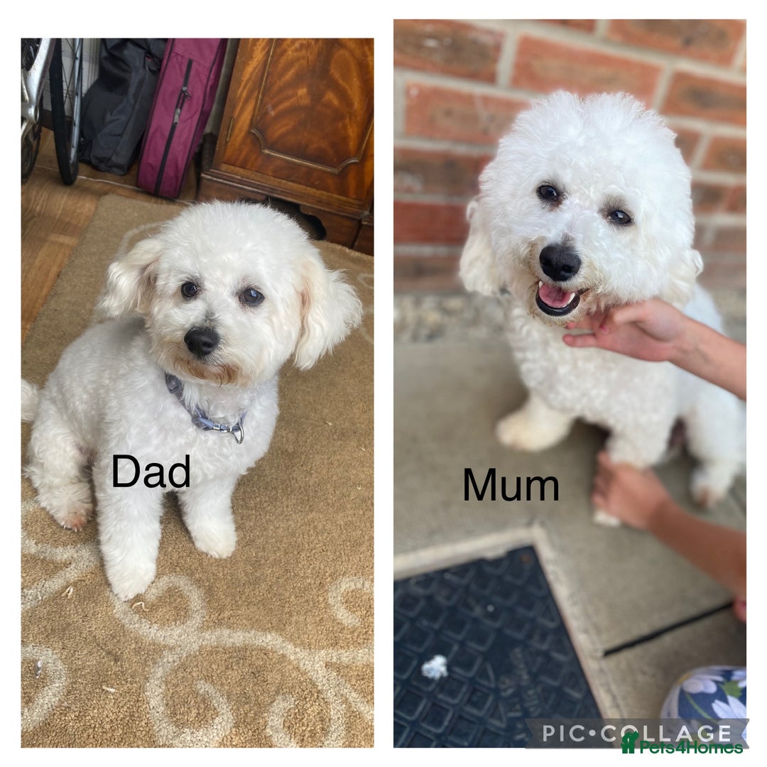 Bichon Frise dogs for sale: Beautiful Bichon frise puppies - Advert 24
