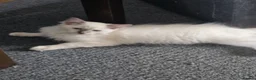 Ragdoll cats for sale: pedigree Ragdoll  - Advert 13