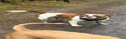 American Bulldog dogs for stud: American Bulldog Import For Stud - Advert 11