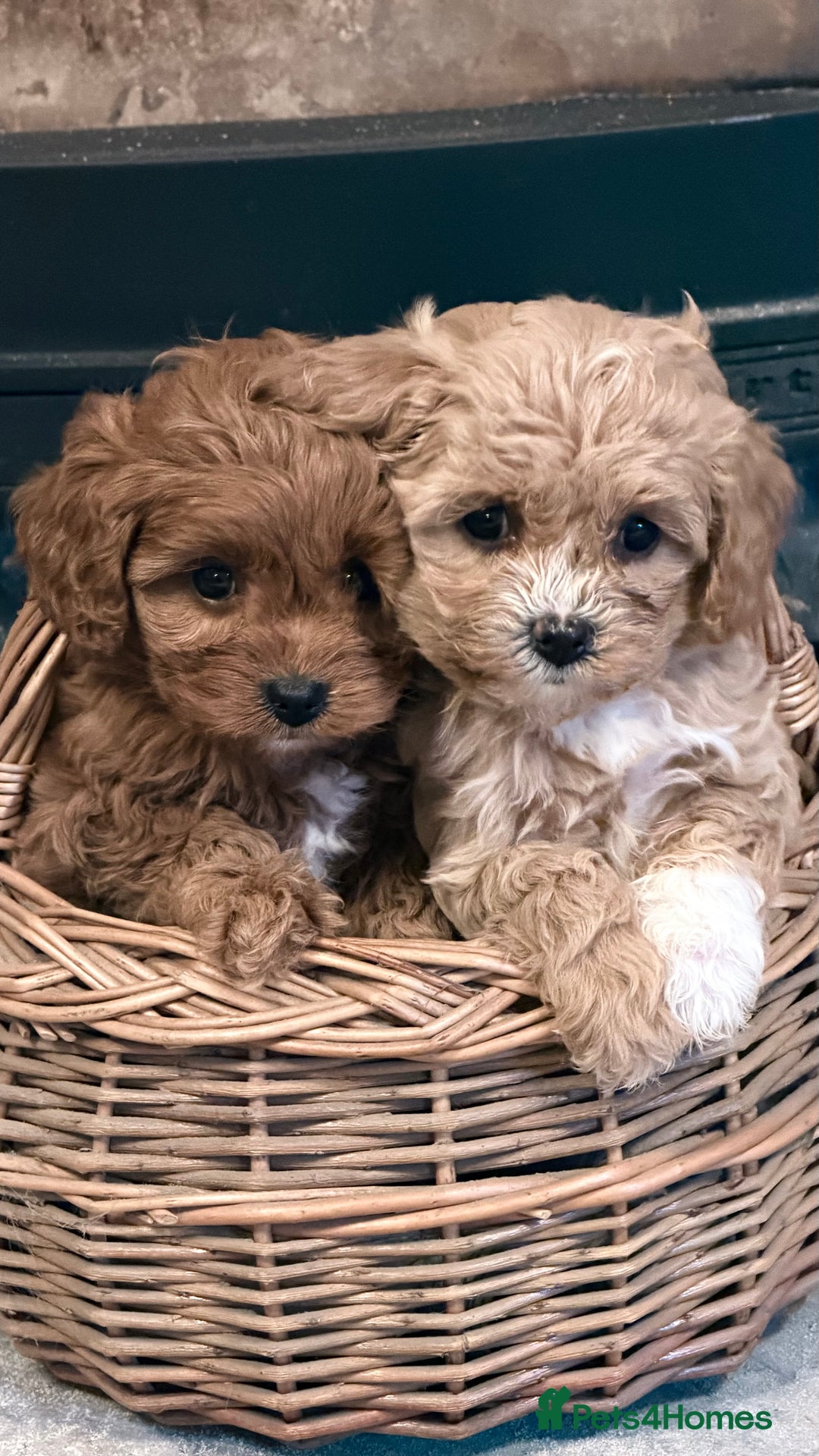 Cavapoo dogs for sale: F1 Stunning Red and Cream Cavapoo Babies - Advert 3