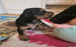 Cocker Spaniel dogs for sale: Working Cocker Spaniel Puppies - Image 11