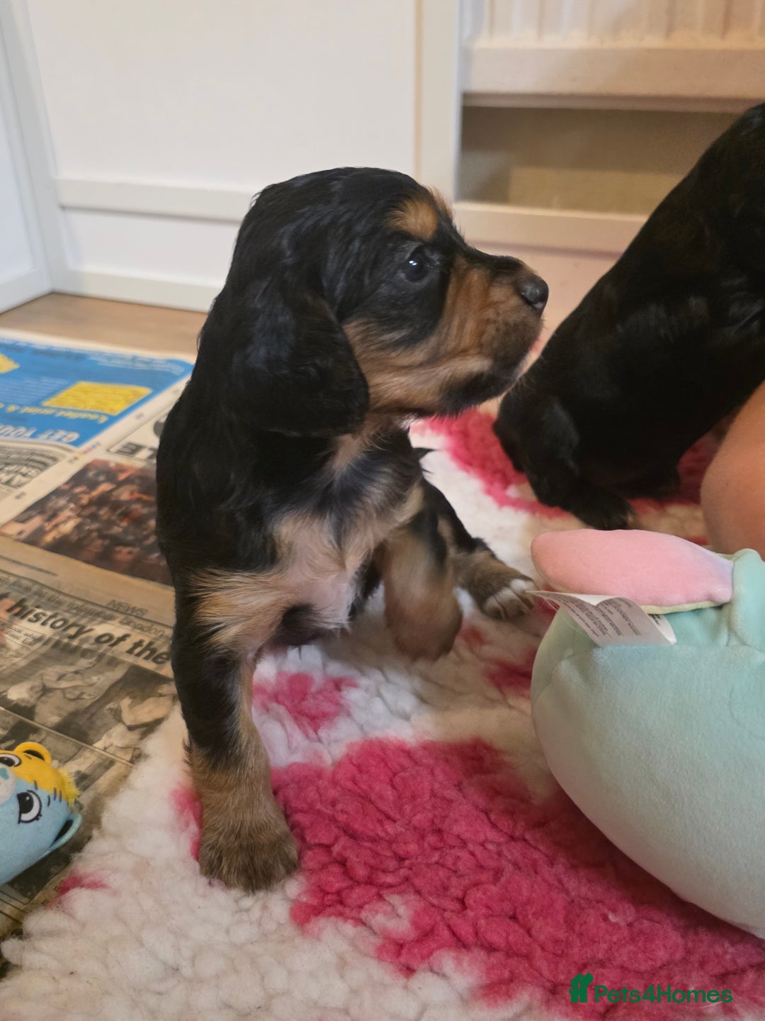 Cocker Spaniel dogs for sale: Working Cocker Spaniel Puppies - Image 11