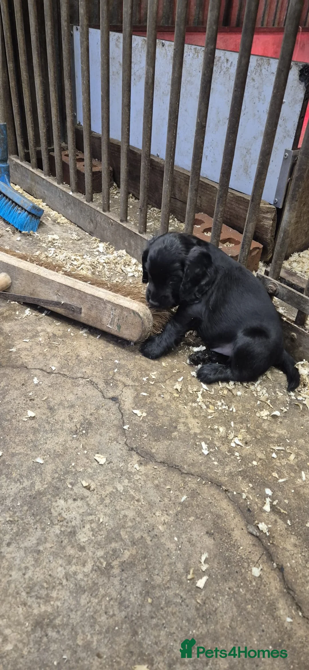 Cocker Spaniel dogs for sale: Stunning FTC Kc registered, Cocker spaniel puppies - Advert 14