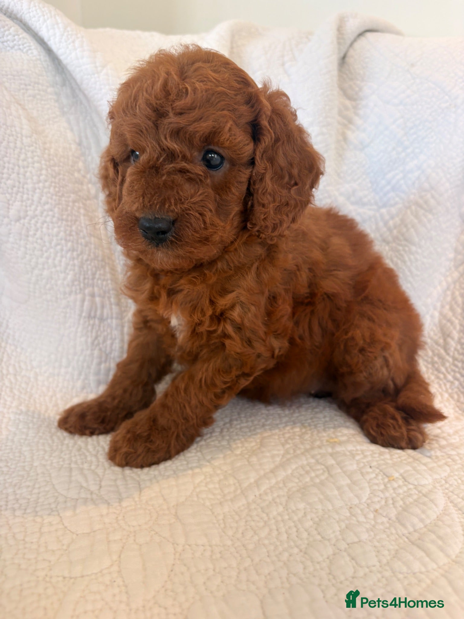 Cavapoo dogs LICENSED BREEDER HEALTH TESTED CAVAPOOS - Advert 1