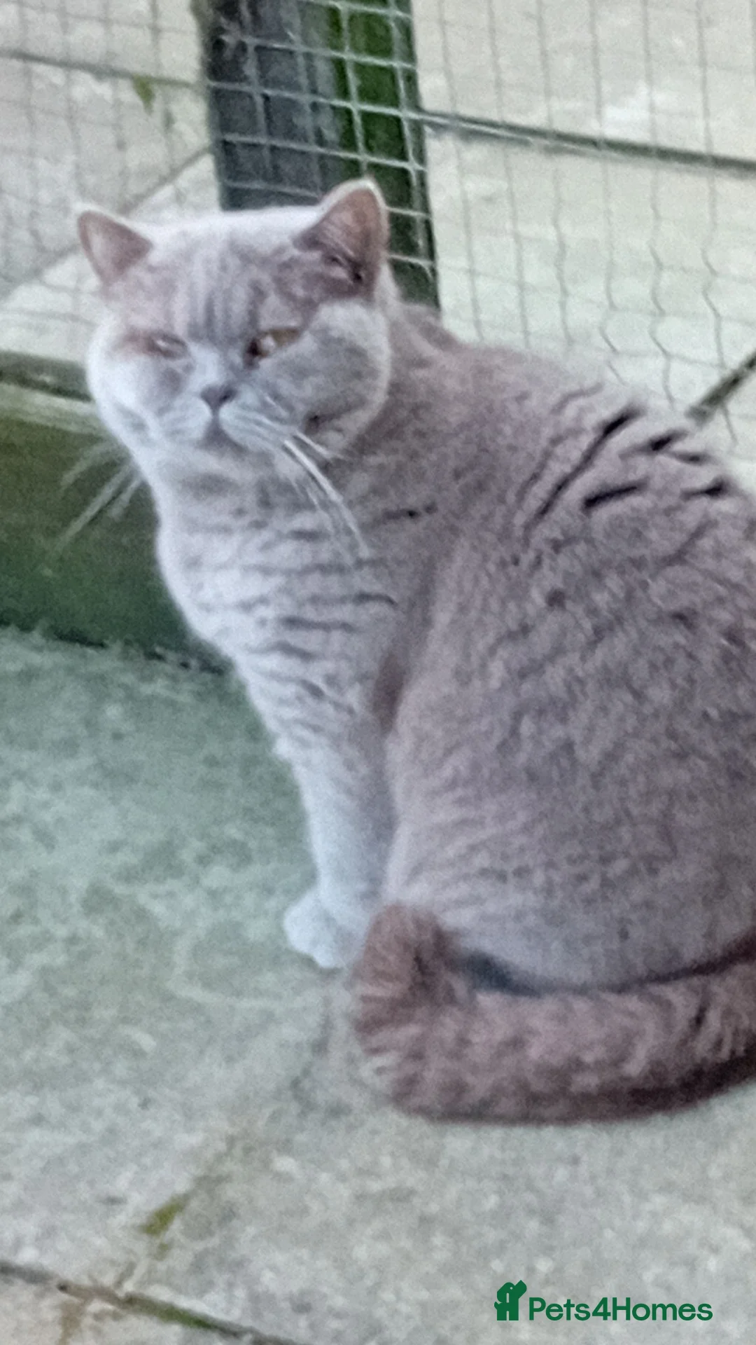 British Shorthair cats for sale: Gorgeous lilac British short-hair girl  - Advert 2