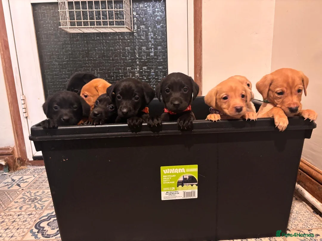 Labrador Retriever dogs for sale: Ready now! Beautiful Labrador pups (KC Reg) - Advert 10