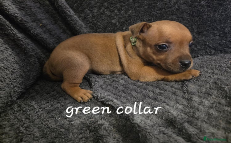Staffordshire Bull Terrier dogs - Advert 7