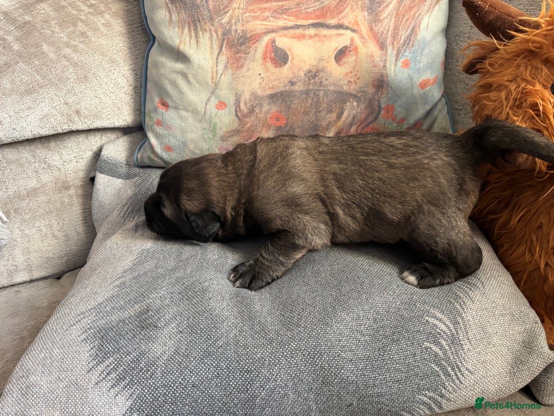 Caucasian Shepherd Dog dogs for sale: Caucasian shepherds 1 female and 1 male left - Advert 9