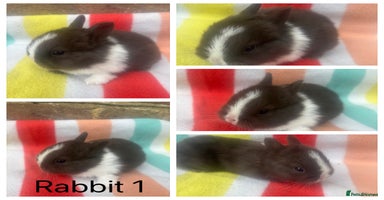 Netherland Dwarf rabbits - Advert 13
