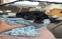 Miniature Dachshund dogs for sale: *REDUCED* 2 stunning female pups left - Image 33
