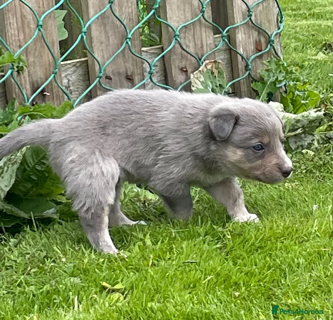 Border Collie dogs for sale: Border Collie Pups - Advert 7