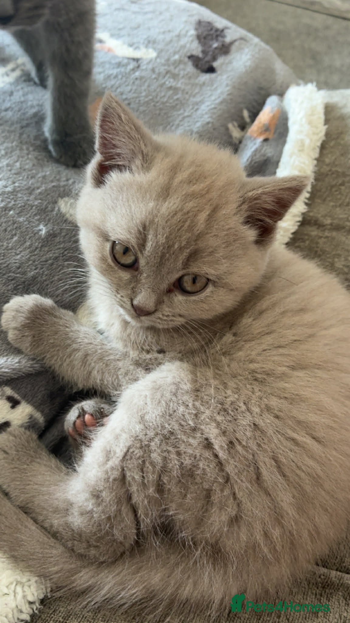British Shorthair cats X2 British short haired  - Advert 11