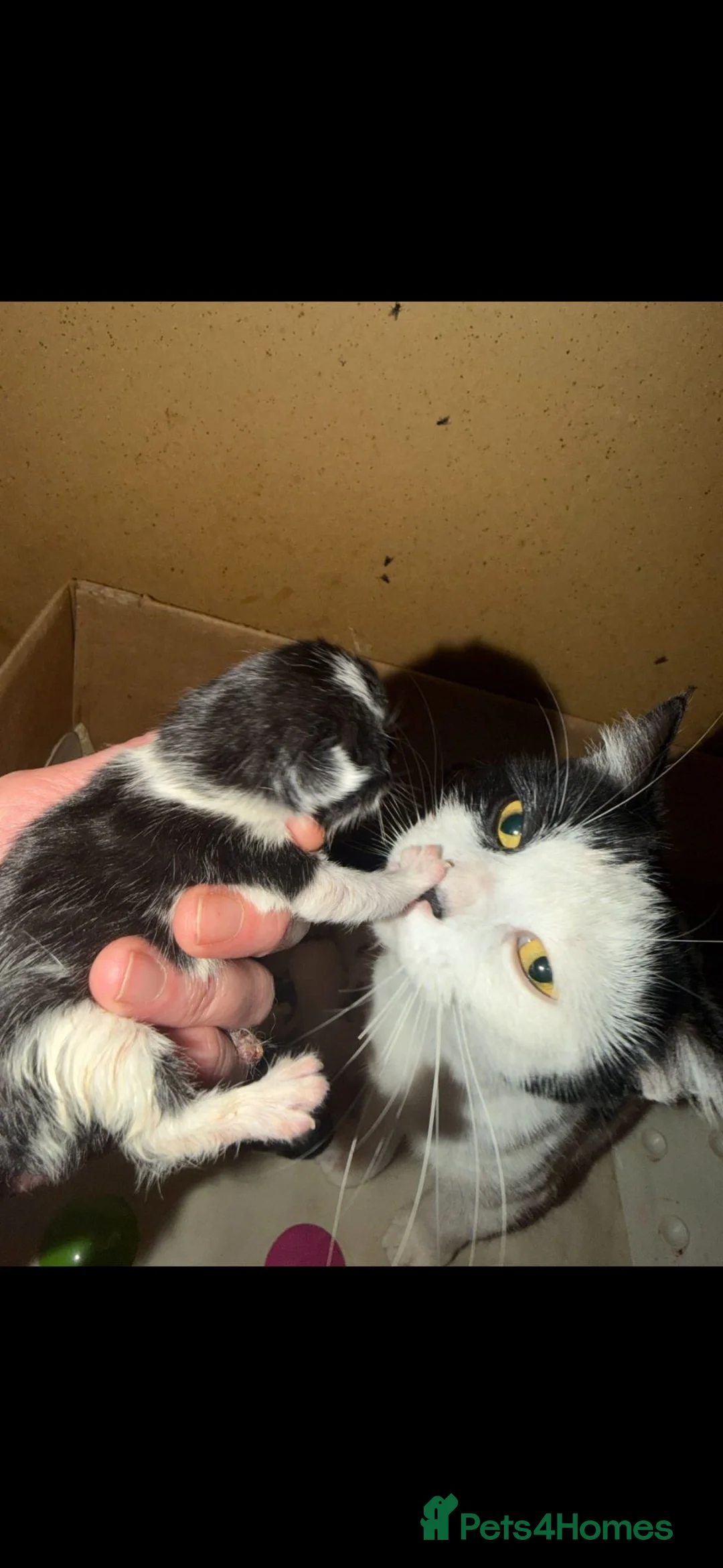 Mixed Breed cats for sale: Kittens aged 9 wks x1 female x2 male in Yeovil - Advert 9
