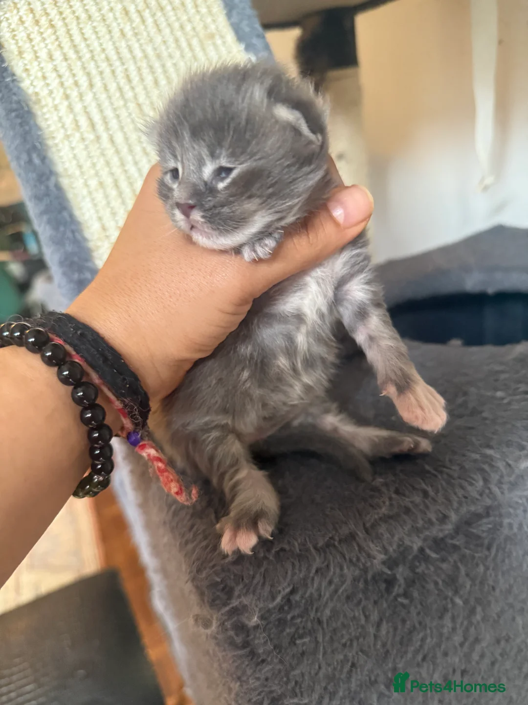 Maine Coon cats for sale: Rare beautiful reds, creams and blue Maine Coons - Advert 2