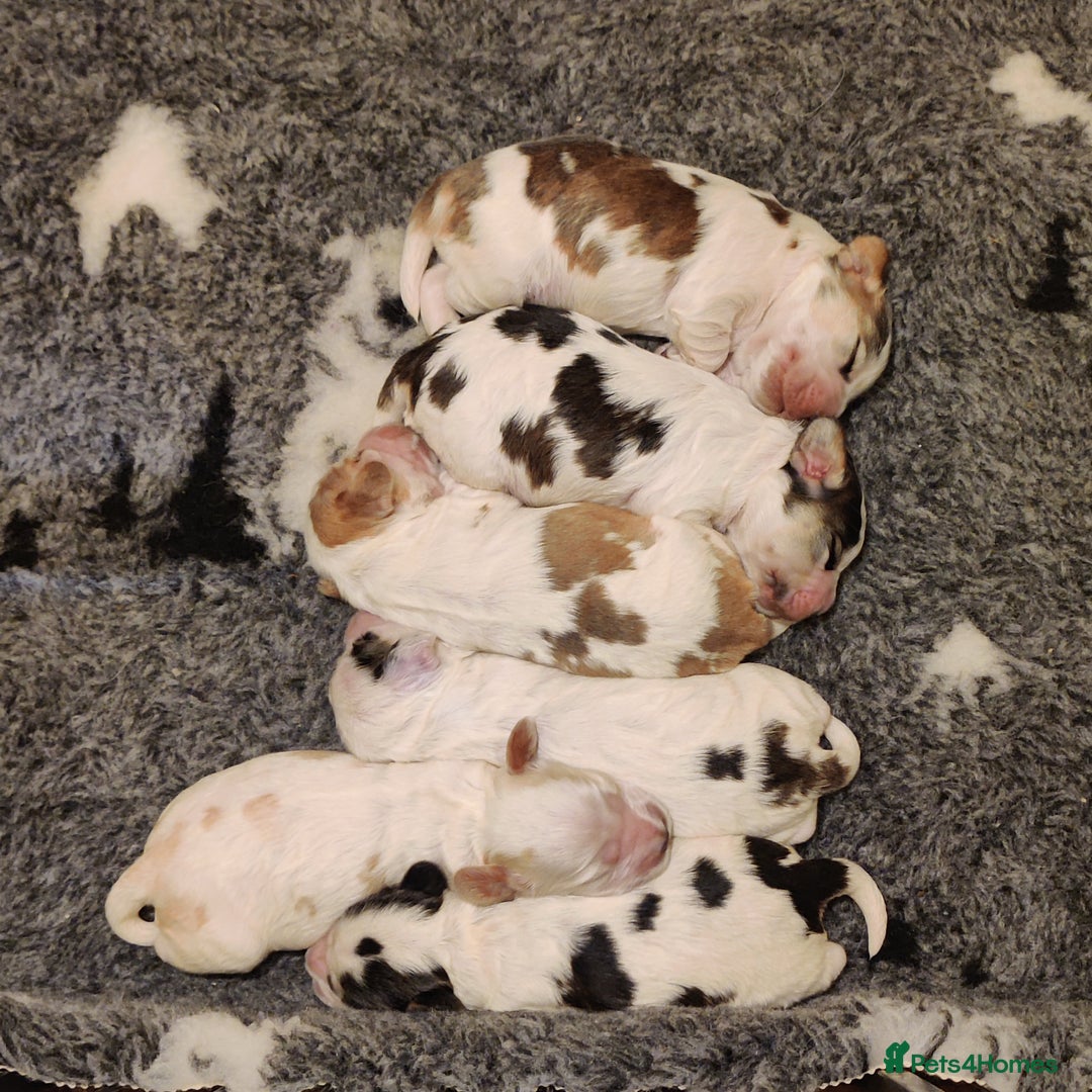 Cocker Spaniel dogs for sale: KC Registered Show Type Cocker Spaniels  - Advert 5