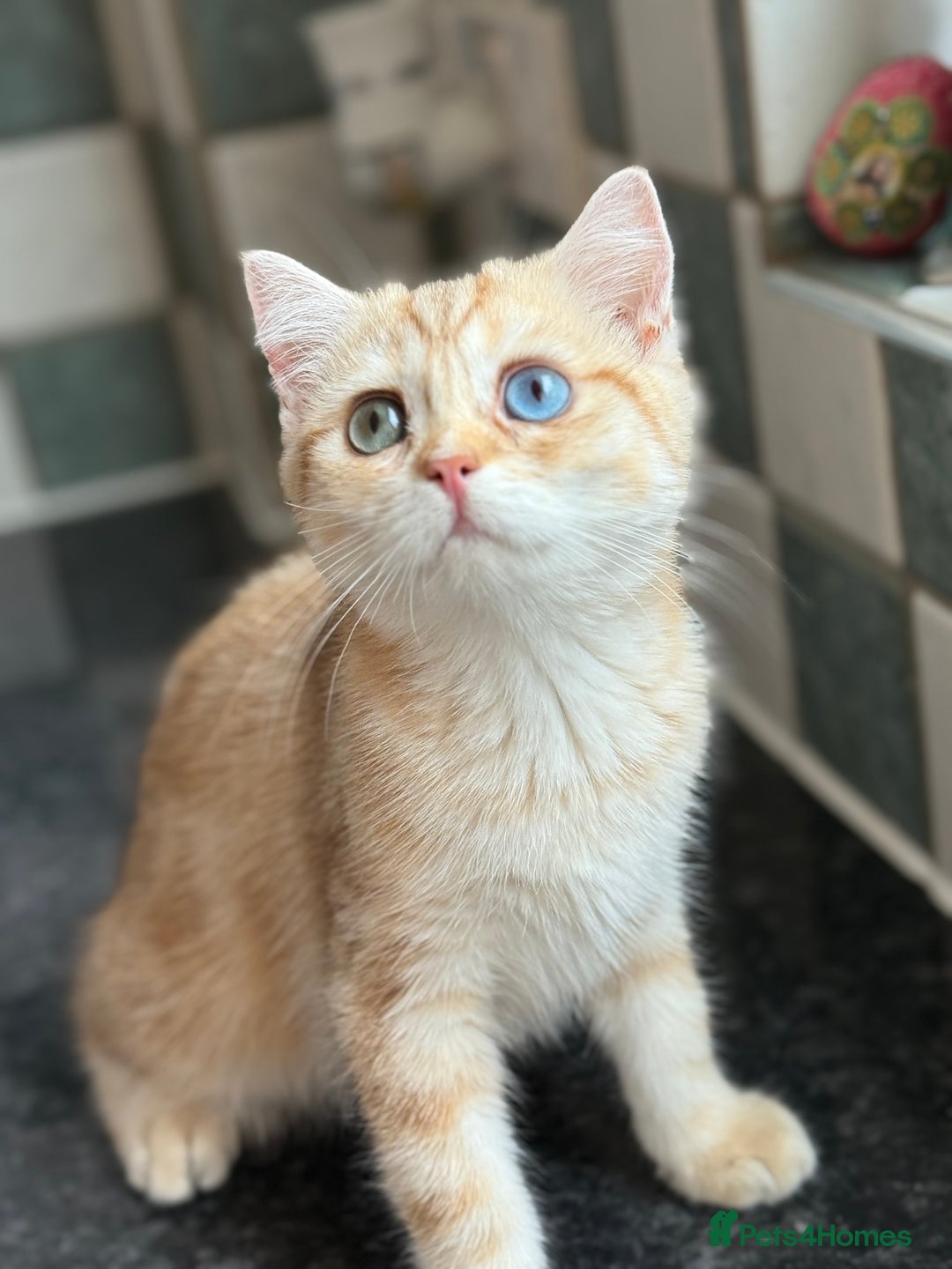 British Shorthair cats for sale: GCCF reg BSH Chocolate Golden Odd Eyes Last Male in London - Image 24