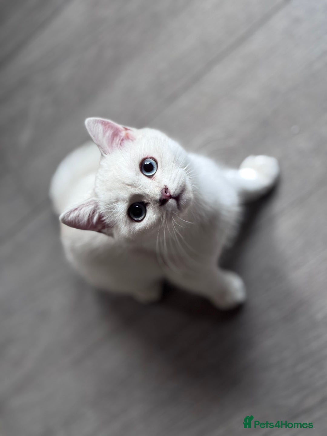 Scottish Fold cats for sale: Scottish fold and Scottish straight Tica pedigree  in Croydon - Image 11
