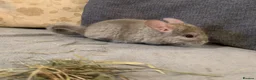 Chinchilla rodents for sale: Chinchilla kits in Brampton - Advert 12