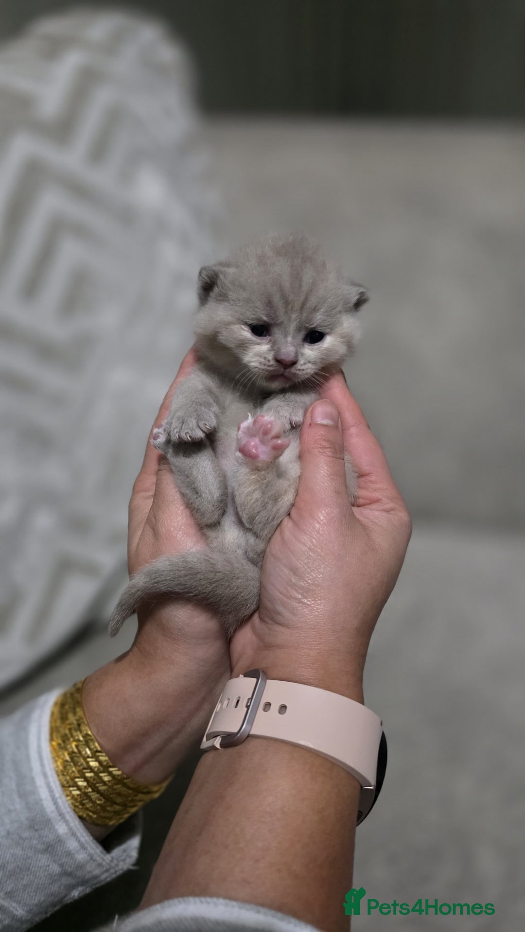 British Shorthair cats for sale: ** LAST ONE LEFT BLUE MALE British Shorthair ** - Advert 32