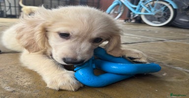 Golden Retriever dogs - Advert 3