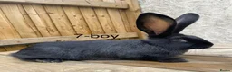 Continental Giant rabbits for sale: 💖 11 week old continental giants💖 - Advert 10