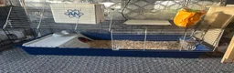 Guinea Pig rodents for sale: Mixed guinea pigs  in Sunderland - Advert 14
