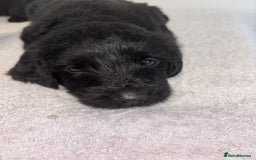 Labradoodle dogs for sale: 2 boys and 2 females - Image 4
