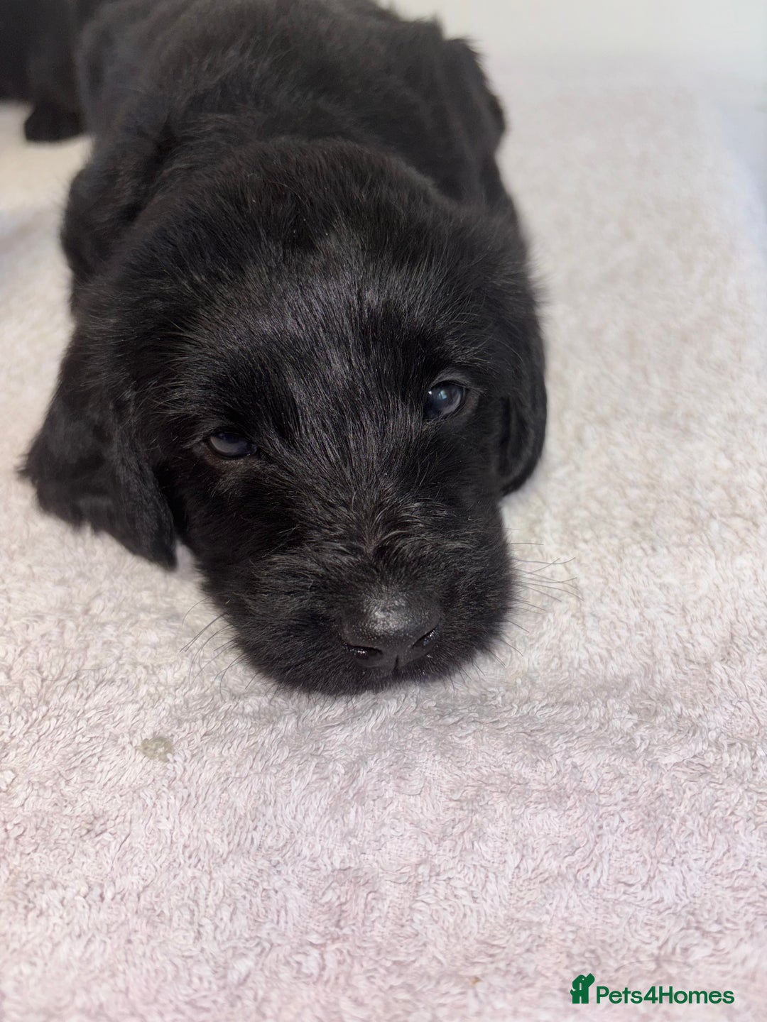 Labradoodle dogs for sale: 2 boys and 2 females - Image 4