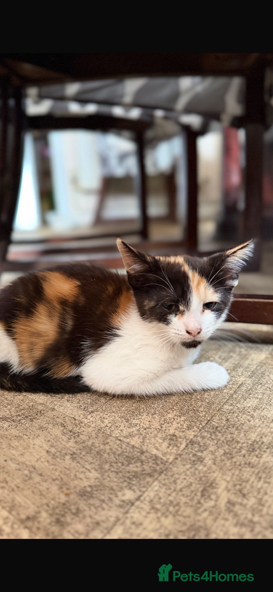 Mixed Breed cats Calico mixed ragdoll kittens for sale  - Advert 2