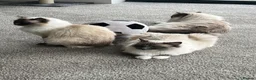 Ragdoll cats for sale: Beautiful GCCF Lilac/Blue Mitted kittens 🥇🐾 - Advert 12