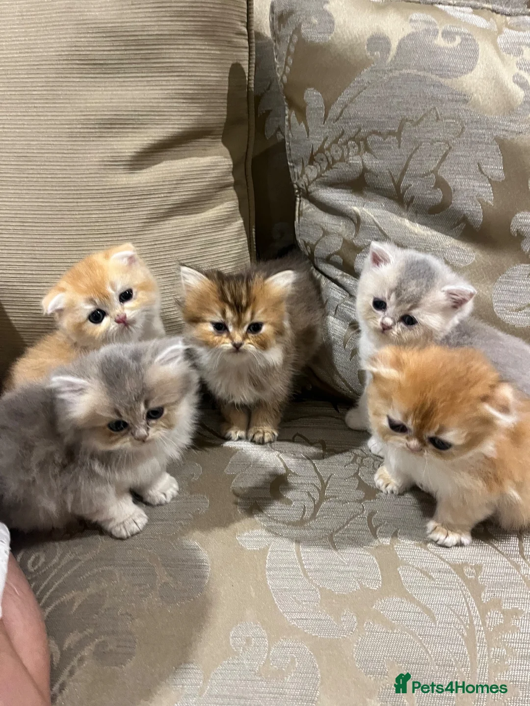 Scottish Fold cats for sale: Stunning Scottish (TICA reg) - Advert 2