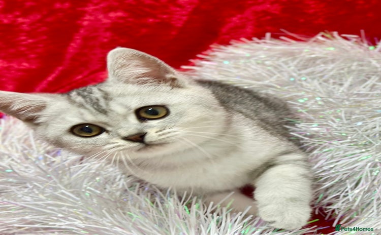 British Shorthair cats GCCF British short hair boy for loving home  - Advert 1