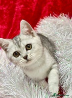 British Shorthair cats - Advert 6