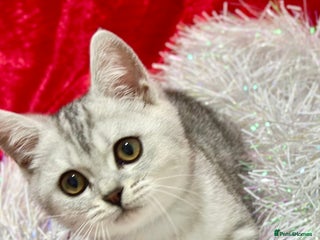 British Shorthair cats GCCF British short hair boy for loving home - Advert 1