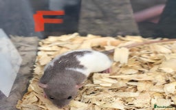 Rat rodents for sale: Friendly dumbo rats for sale  - Image 9