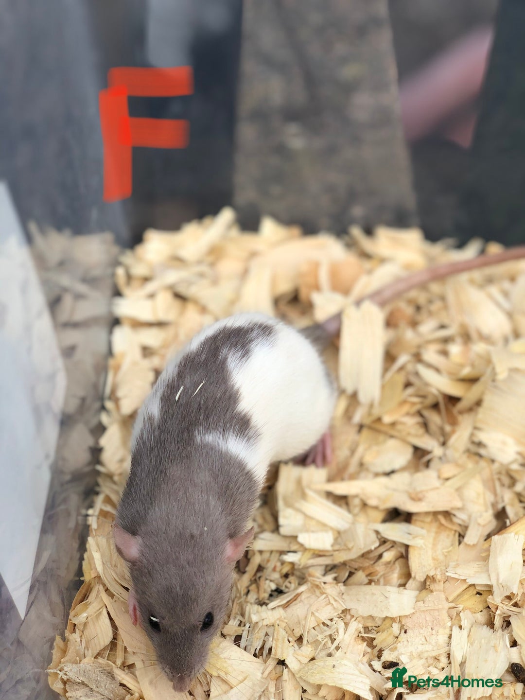 Rat rodents for sale: Friendly dumbo rats for sale  - Image 9
