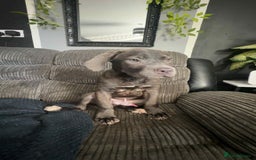 Cane Corso dogs for sale: Cane corso puppy - Image 3