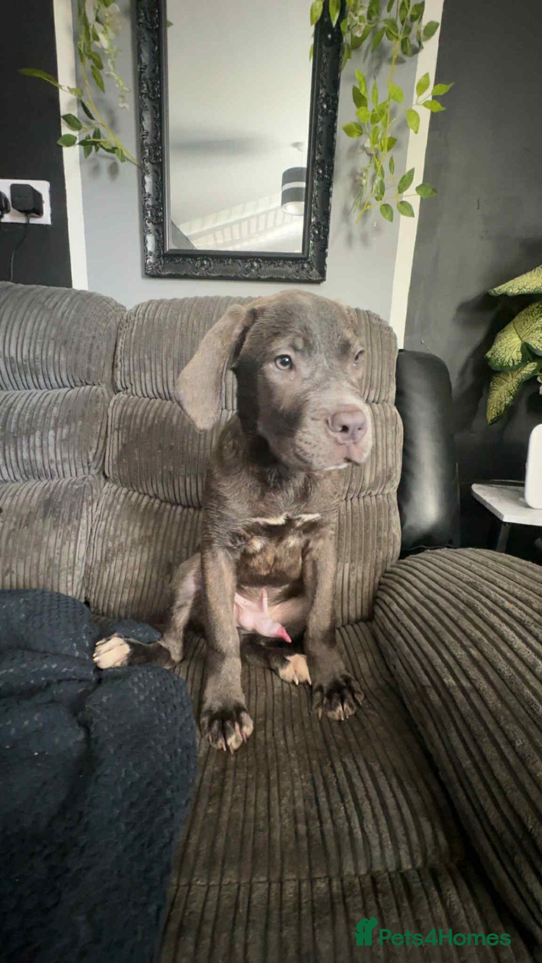 Cane Corso dogs for sale: Cane corso puppy - Image 3