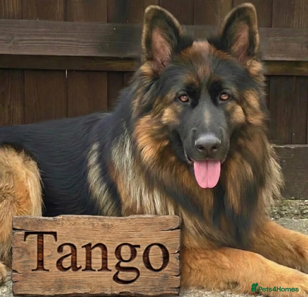 German Shepherd dogs for sale: Stunning Pedigree Female German Shepherd Puppy - Advert 4