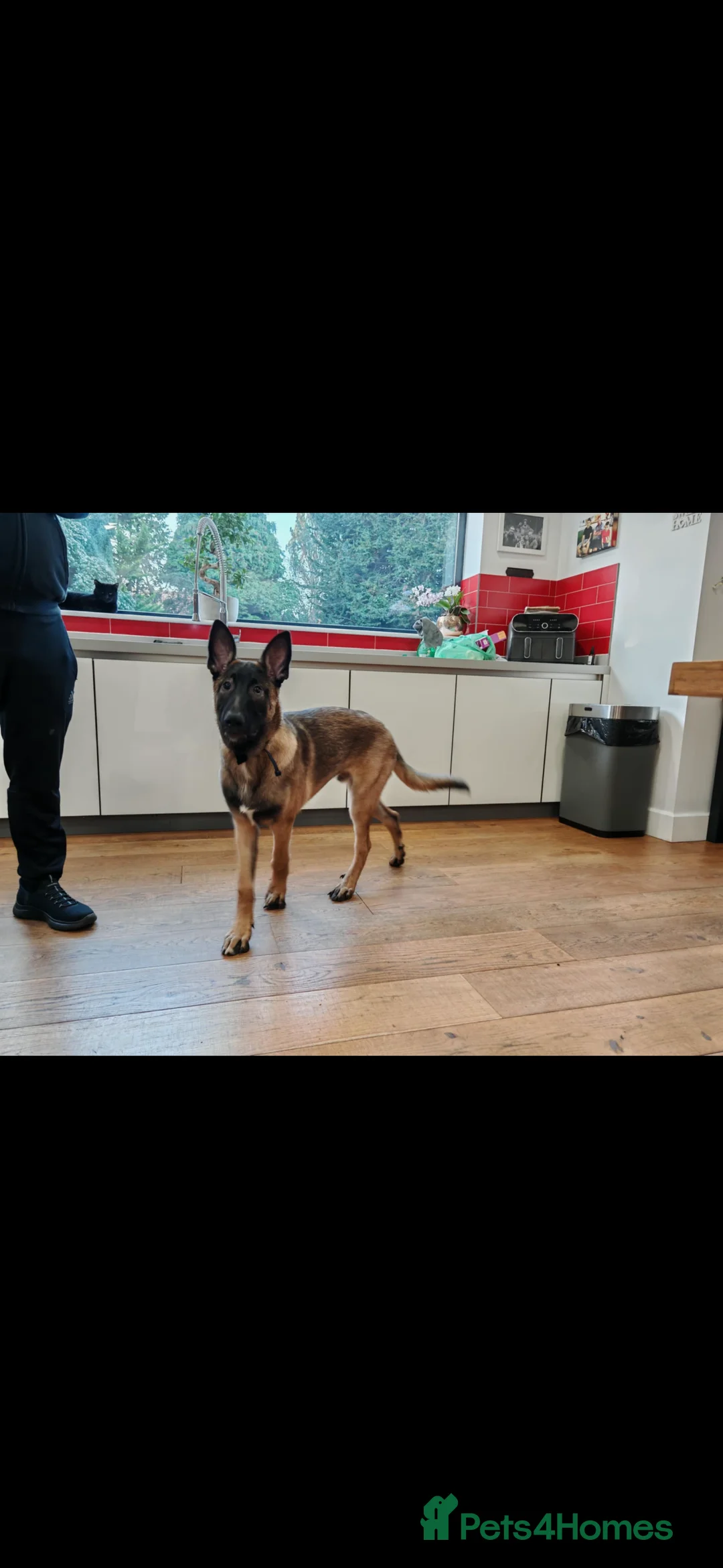 Belgian Shepherd Dog dogs for sale: Malinios male puppy in Barnoldswick - Advert 7
