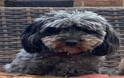 Cavapoo dogs for sale: Miniature poodle x cavapoo  - Image 10