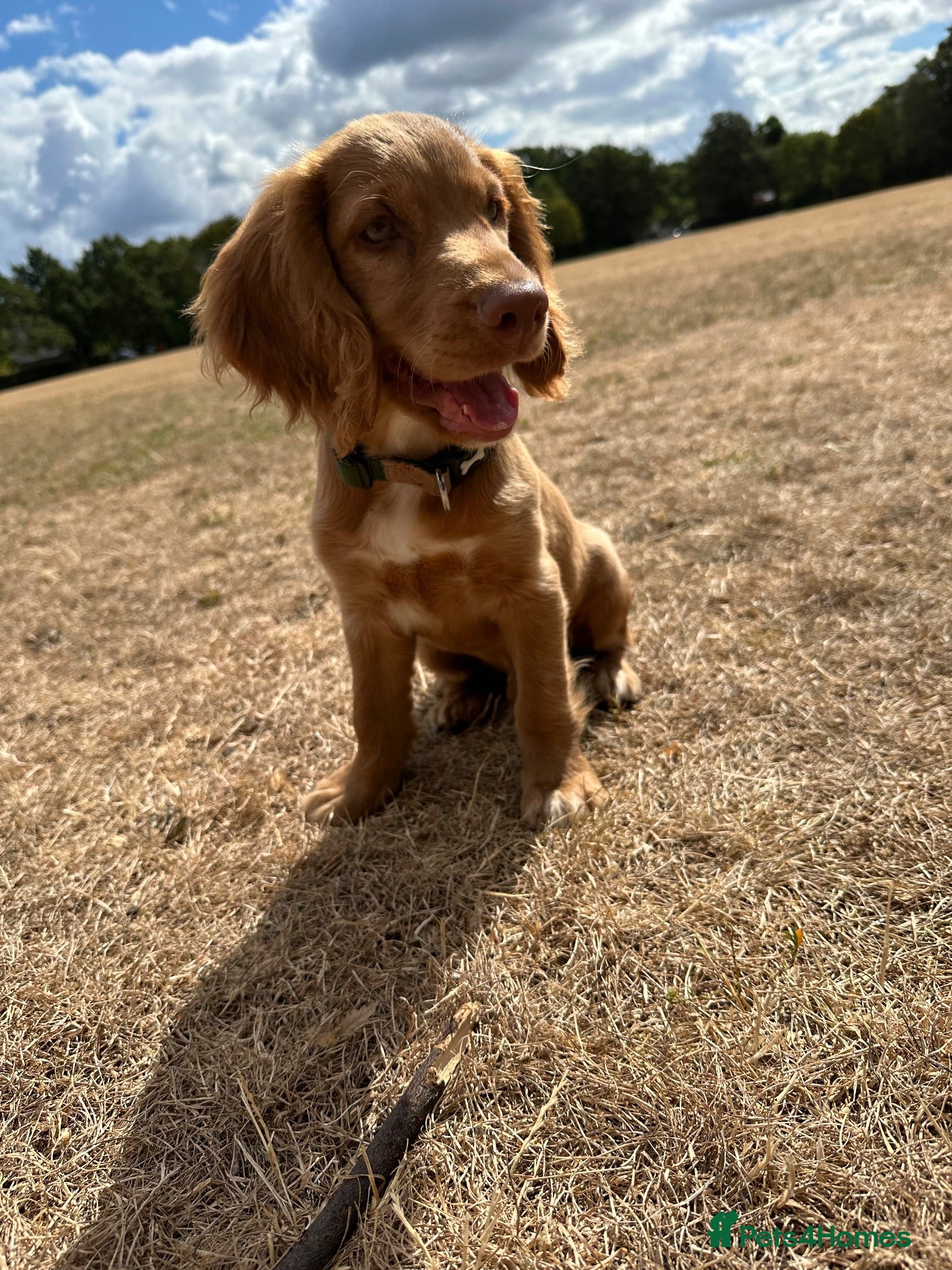 Cocker Spaniel dogs Price reduced last boy available - Advert 2