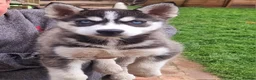 Pomsky dogs for sale: ❤️ G E O R G E O U S POMSKY PUPPIES READY TODAY ❤️ - Advert 6