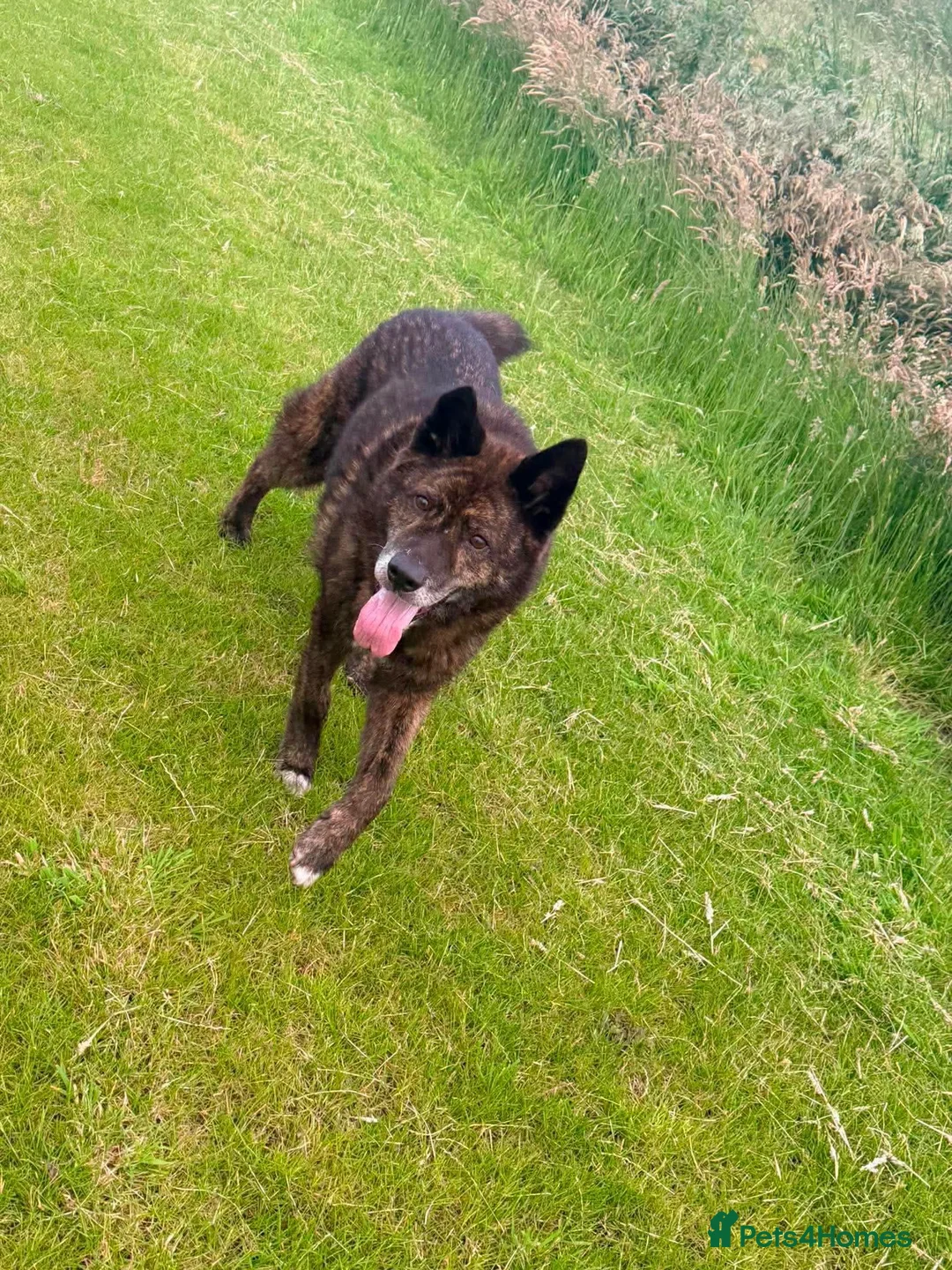 Mixed Breed dogs for adoption: Meet Leroy 💙 in Glasgow - Advert 4
