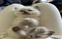 Ragdoll cats for sale: precious cuddle Ragdolls for good homes/families - Image 4